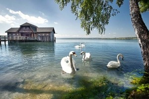 Schwäne am Ammersee