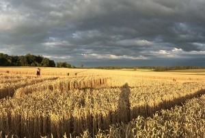 Blick über Kornfeld Mammendorf